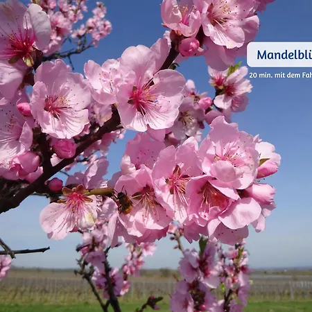 Bravura - Modern - Bis Zu 6 - Naehe Hambacher Schloss *